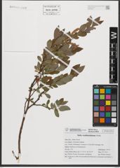Foto von Salix waldsteiniana Willd.